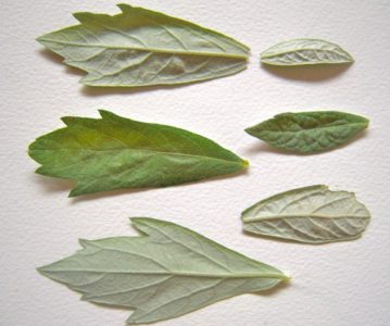 CA Mugwort